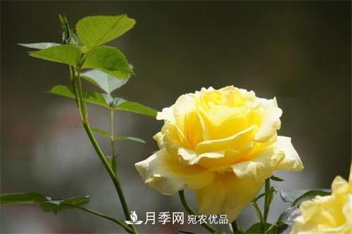 分享10種大花月季，每一款開花鮮艷香味清新(圖1)