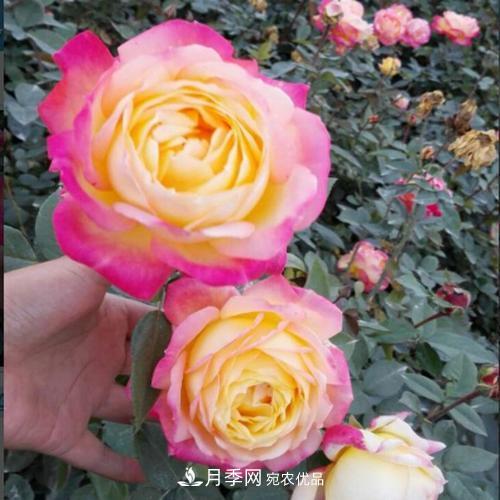 分享10種大花月季，每一款開花鮮艷香味清新(圖2)