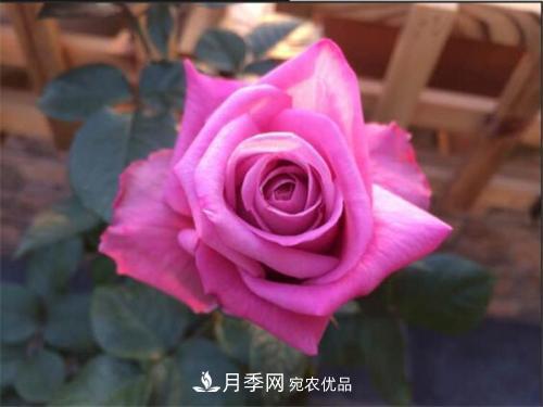分享10種大花月季，每一款開花鮮艷香味清新(圖8)