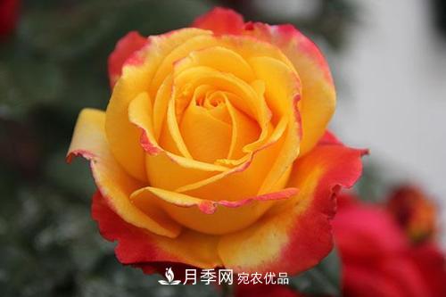 分享10種大花月季，每一款開花鮮艷香味清新(圖7)