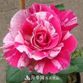 分享10種大花月季，每一款開花鮮艷香味清新(圖10)