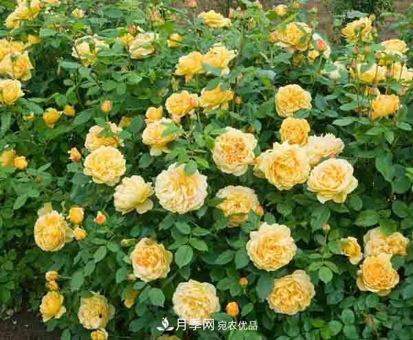 月季小白養(yǎng)花寶典！7條干貨知識，讓你家月季越養(yǎng)越驚艷(圖2)