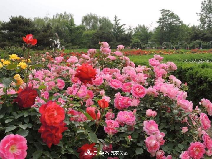 月季花這樣管理，一年開兩次花(圖2)
