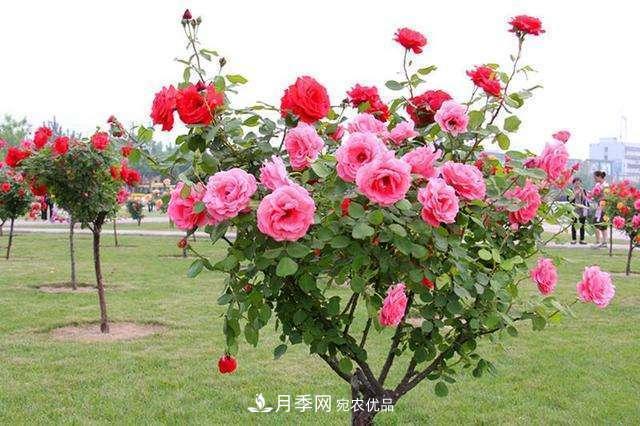 月季花這樣管理，一年開兩次花(圖3)