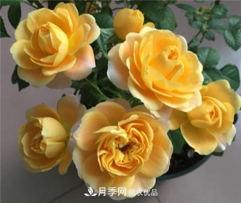 這6種月季花，四季開花不斷，又大又美，值得入手(圖1)