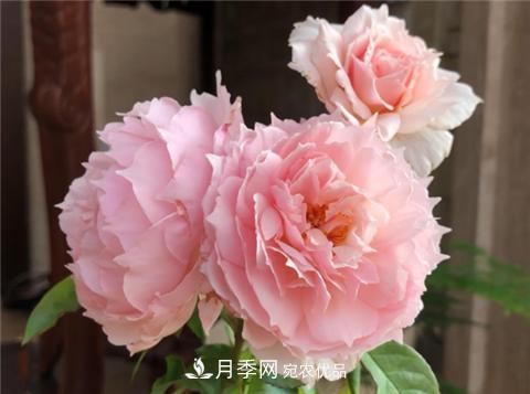 這6種月季花，四季開花不斷，又大又美，值得入手(圖2)