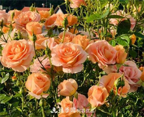 這6種月季花，四季開花不斷，又大又美，值得入手(圖5)