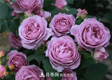 這6種月季花，四季開花不斷，又大又美，值得入手(圖3)
