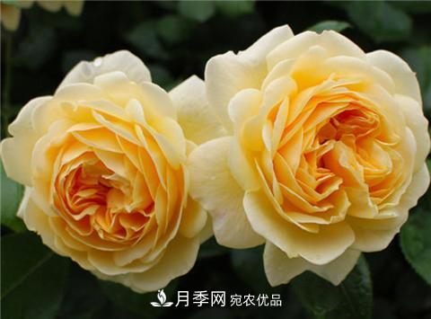 這6種月季花，四季開花不斷，又大又美，值得入手(圖4)