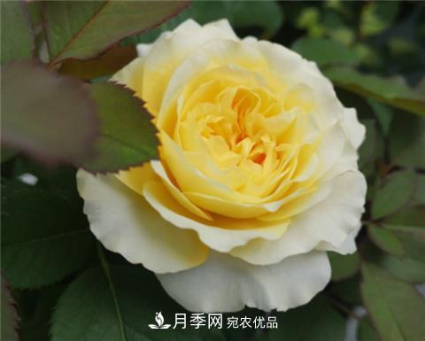 這6種月季花，四季開花不斷，又大又美，值得入手(圖8)