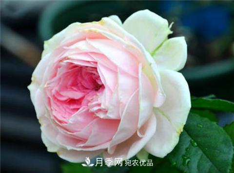 這6種月季花，四季開花不斷，又大又美，值得入手(圖7)