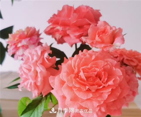 這6種月季花，四季開花不斷，又大又美，值得入手(圖6)