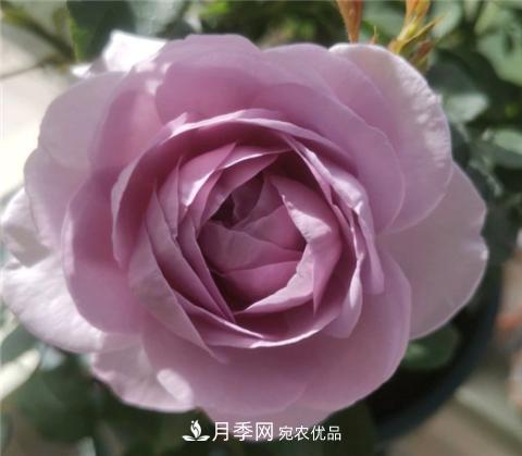 這6種月季花，四季開花不斷，又大又美，值得入手(圖10)