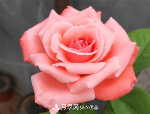 這6種月季花，四季開花不斷，又大又美，值得入手(圖11)