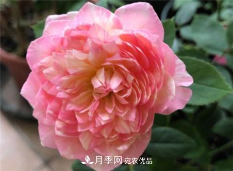 這6種月季花，四季開花不斷，又大又美，值得入手(圖9)