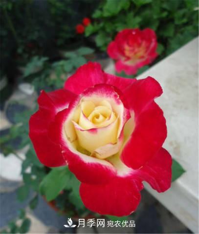 全球10大“名貴”月季花，養(yǎng)過其中5盆，就算“月季發(fā)燒友”(圖12)