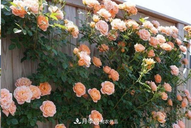 廣東種月季，首選這15種，一年花開10個(gè)月！(圖1)