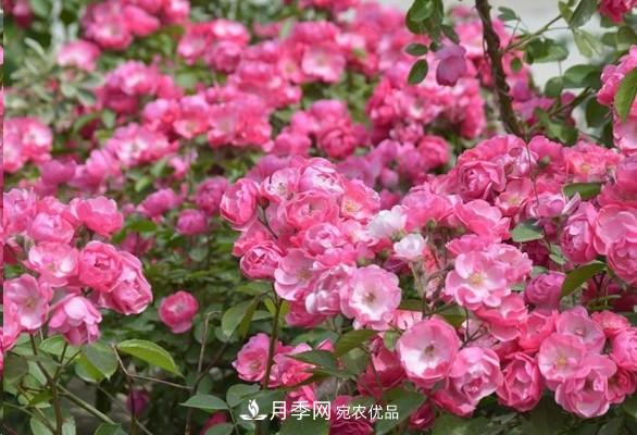廣東種月季，首選這15種，一年花開10個(gè)月！(圖4)