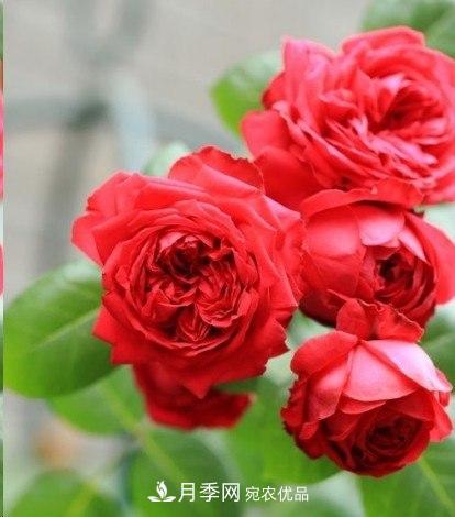 廣東種月季，首選這15種，一年花開10個(gè)月！(圖3)