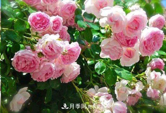 廣東種月季，首選這15種，一年花開10個(gè)月！(圖6)