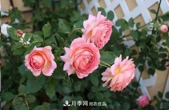 廣東種月季，首選這15種，一年花開10個(gè)月！(圖9)