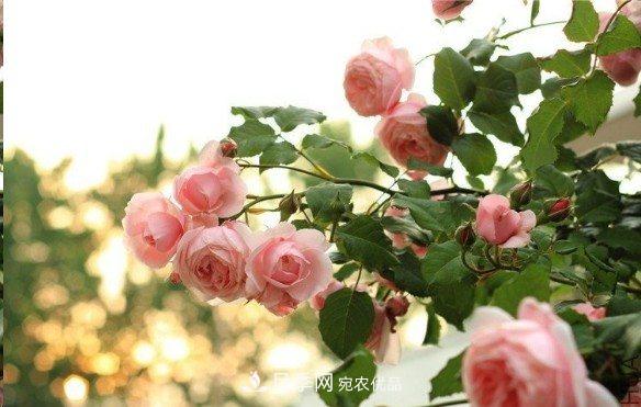 廣東種月季，首選這15種，一年花開10個(gè)月！(圖8)