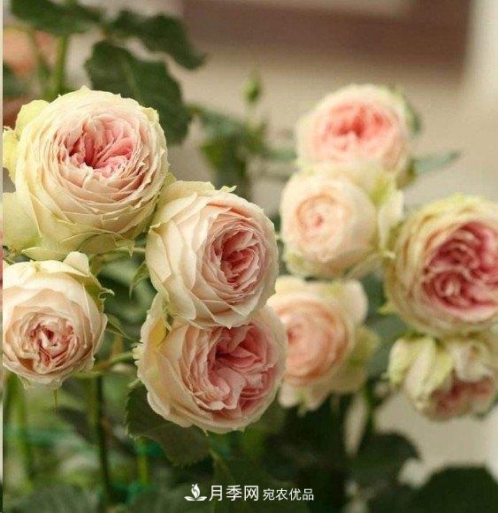 廣東種月季，首選這15種，一年花開10個(gè)月！(圖14)