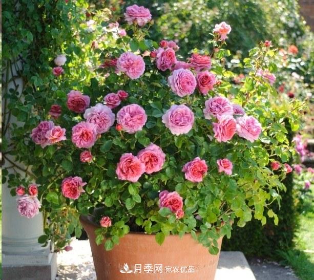 廣東種月季，首選這15種，一年花開10個(gè)月！(圖16)