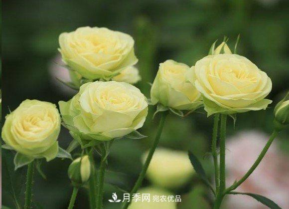 廣東種月季，首選這15種，一年花開10個(gè)月！(圖17)