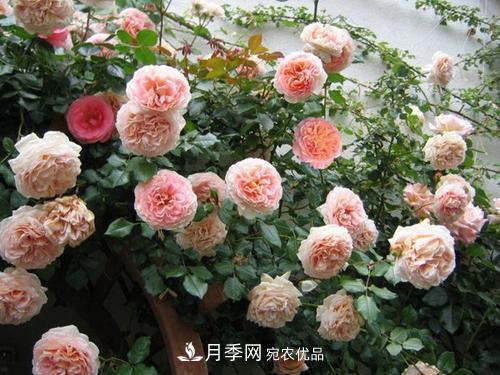 推薦4種經(jīng)典灌木月季，抗病開花能力都很不錯(cuò)(圖1)