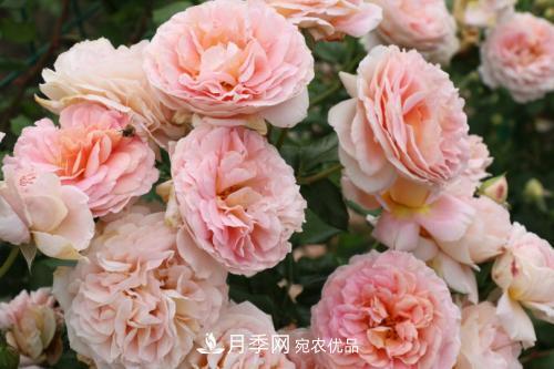 推薦4種經(jīng)典灌木月季，抗病開花能力都很不錯(cuò)(圖2)