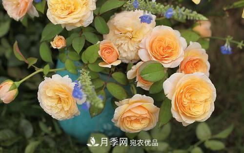 推薦4種經(jīng)典灌木月季，抗病開花能力都很不錯(cuò)(圖4)