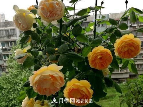 推薦4種經(jīng)典灌木月季，抗病開花能力都很不錯(cuò)(圖3)