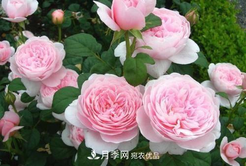 推薦4種經(jīng)典灌木月季，抗病開花能力都很不錯(cuò)(圖7)