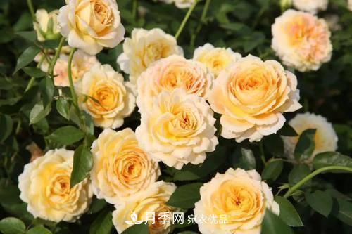 推薦4種經(jīng)典灌木月季，抗病開花能力都很不錯(cuò)(圖6)
