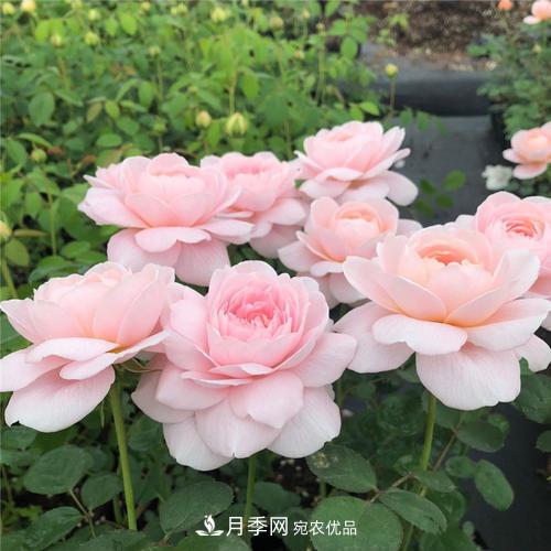 推薦4種經(jīng)典灌木月季，抗病開花能力都很不錯(cuò)(圖8)