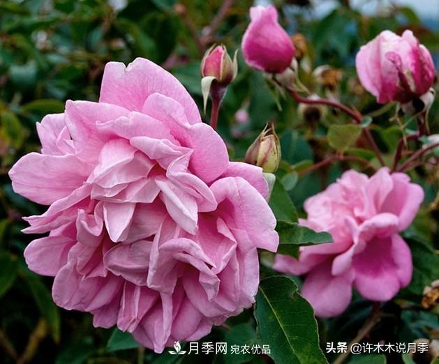 25個豐花濃香的波旁月季。擁有中國血統(tǒng)，不僅抗病還能做花墻(圖1)
