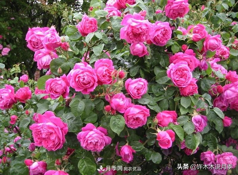 25個豐花濃香的波旁月季。擁有中國血統(tǒng)，不僅抗病還能做花墻(圖2)