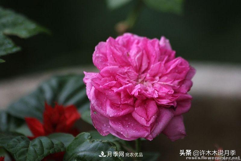 25個豐花濃香的波旁月季。擁有中國血統(tǒng)，不僅抗病還能做花墻(圖5)