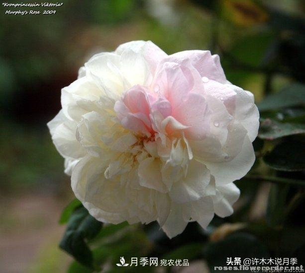 25個豐花濃香的波旁月季。擁有中國血統(tǒng)，不僅抗病還能做花墻(圖6)