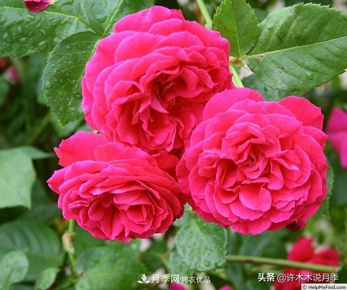 25個豐花濃香的波旁月季。擁有中國血統(tǒng)，不僅抗病還能做花墻(圖9)