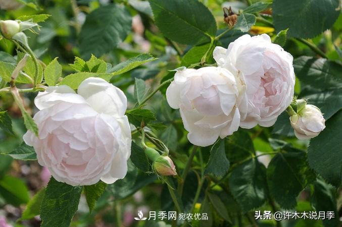 25個豐花濃香的波旁月季。擁有中國血統(tǒng)，不僅抗病還能做花墻(圖8)