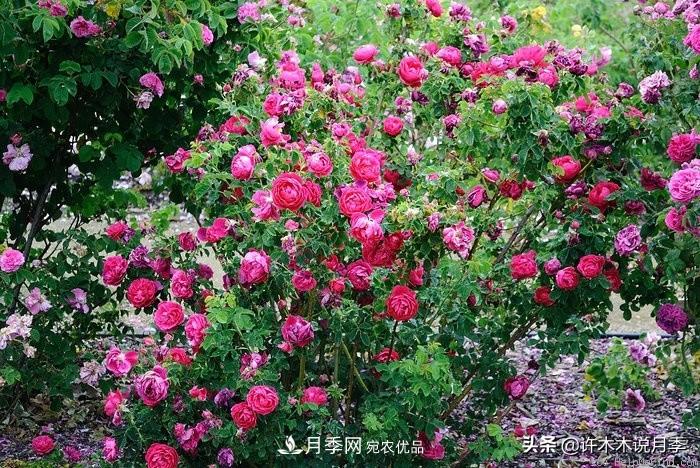 25個豐花濃香的波旁月季。擁有中國血統(tǒng)，不僅抗病還能做花墻(圖7)