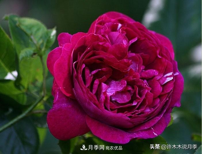 25個豐花濃香的波旁月季。擁有中國血統(tǒng)，不僅抗病還能做花墻(圖11)