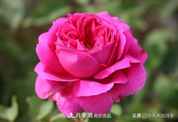 25個豐花濃香的波旁月季。擁有中國血統(tǒng)，不僅抗病還能做花墻(圖16)