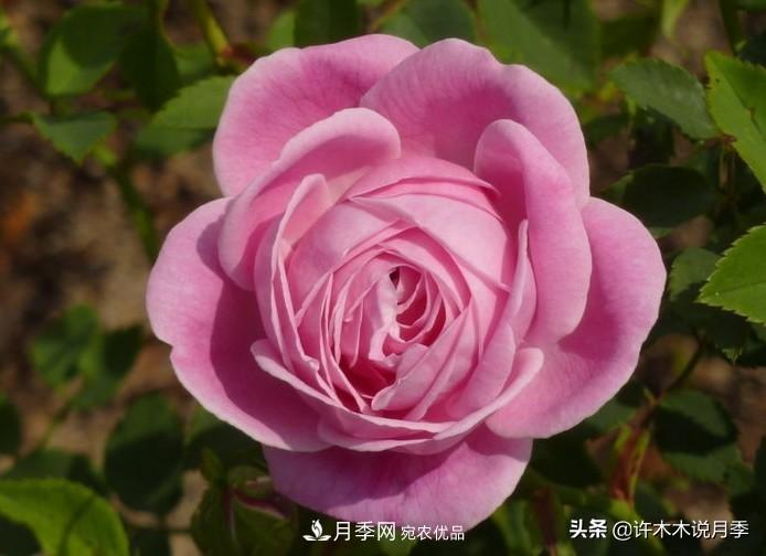 25個豐花濃香的波旁月季。擁有中國血統(tǒng)，不僅抗病還能做花墻(圖17)