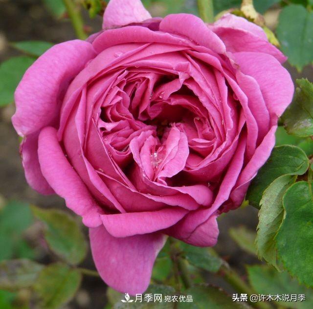 25個豐花濃香的波旁月季。擁有中國血統(tǒng)，不僅抗病還能做花墻(圖15)