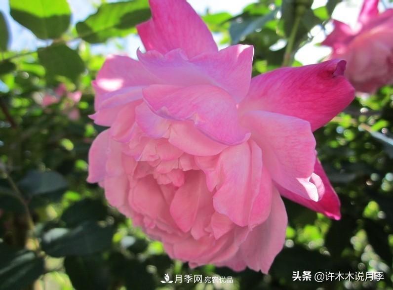 25個豐花濃香的波旁月季。擁有中國血統(tǒng)，不僅抗病還能做花墻(圖14)