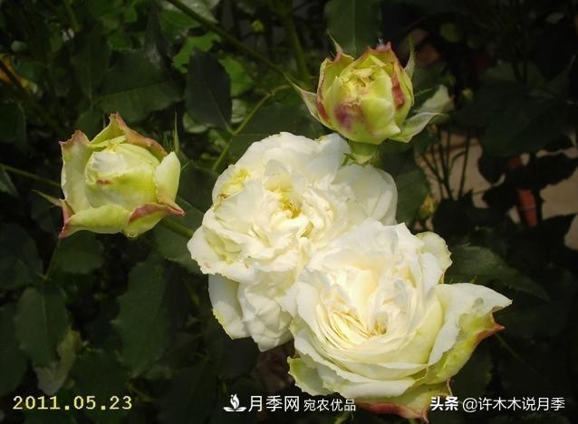 25個豐花濃香的波旁月季。擁有中國血統(tǒng)，不僅抗病還能做花墻(圖19)