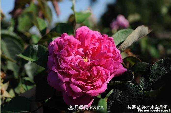25個豐花濃香的波旁月季。擁有中國血統(tǒng)，不僅抗病還能做花墻(圖18)
